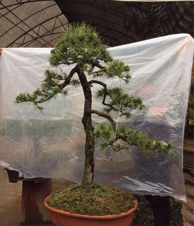 家里养能长大的盆景树,家里养盆景有什么讲究