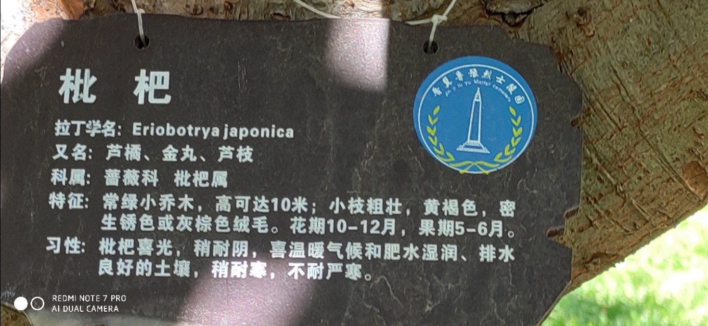 家乡的枇杷黄了,临安哪里有枇杷