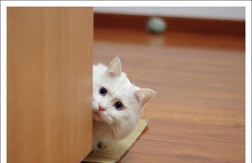 猫咪冬天保暖被,猫咪被冻着了该怎么办呀