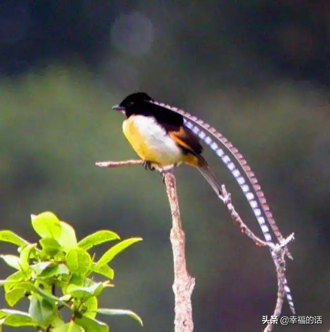 6月到了，送你6花6蝶6鸟6景6曲6诗，这月顺顺利利。