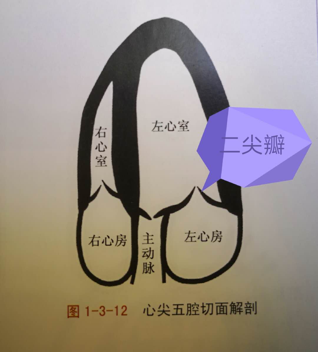 做一次心脏彩超大概多少钱,肺ct心电图心脏彩超要多少钱