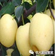 种植新品种果树苗一手货源,各种新品种果树苗木一手货源