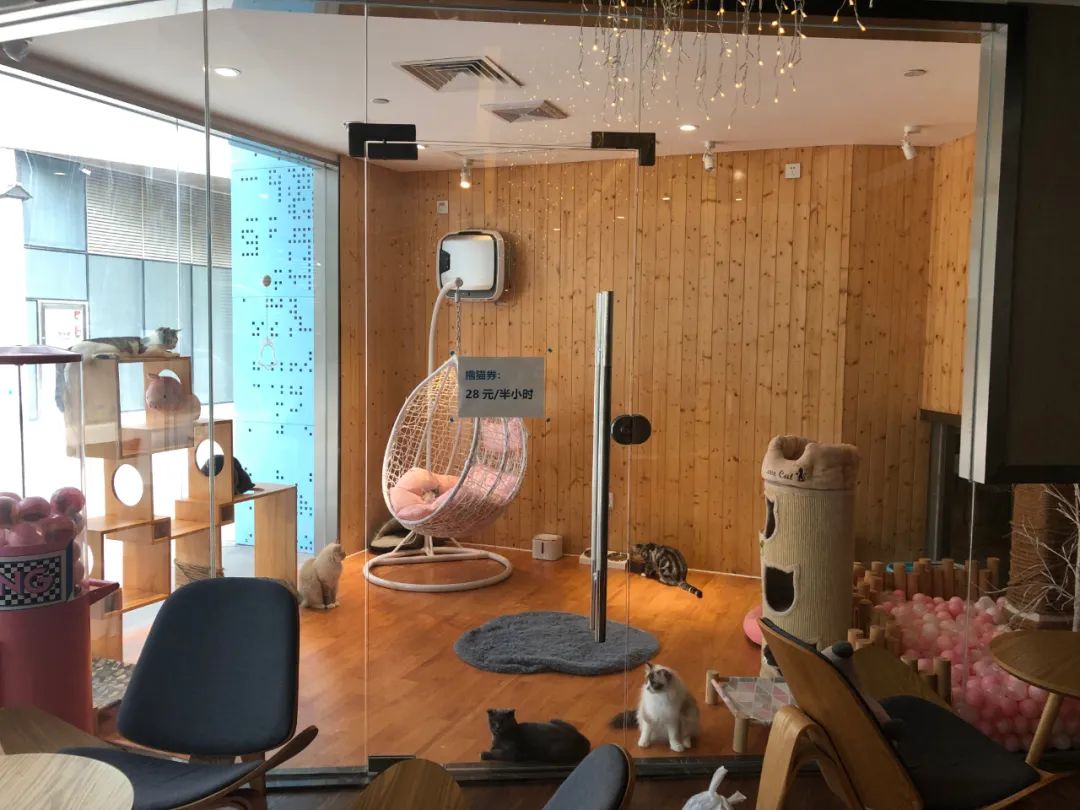 欢迎同行入内，这是一家为宠物店而开的宠物