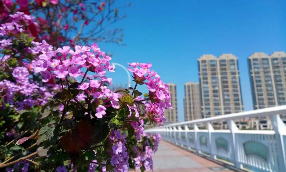 泡了杯花茶精神病发作了，谨慎这几类毒花