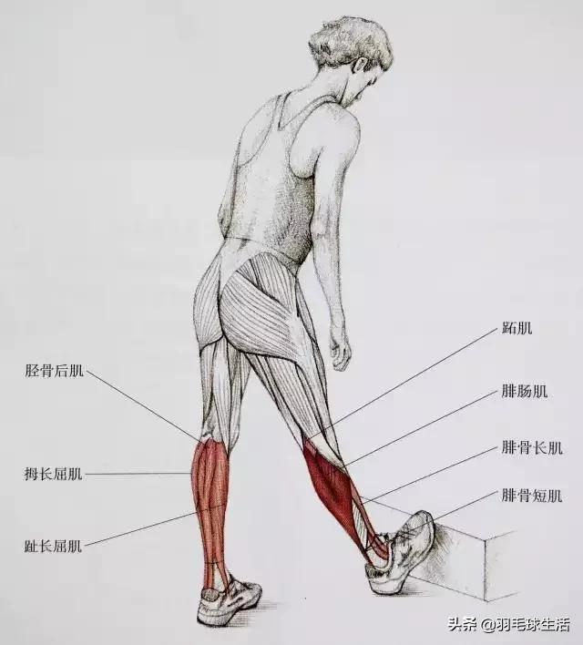 打羽毛球防止腿变粗,打羽毛球前后拉伸动作防止腿变粗