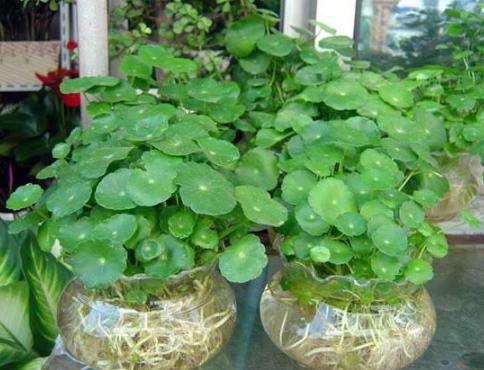 水养富贵竹如何防蚊产卵,富贵竹花盆里的小飞虫怎么办