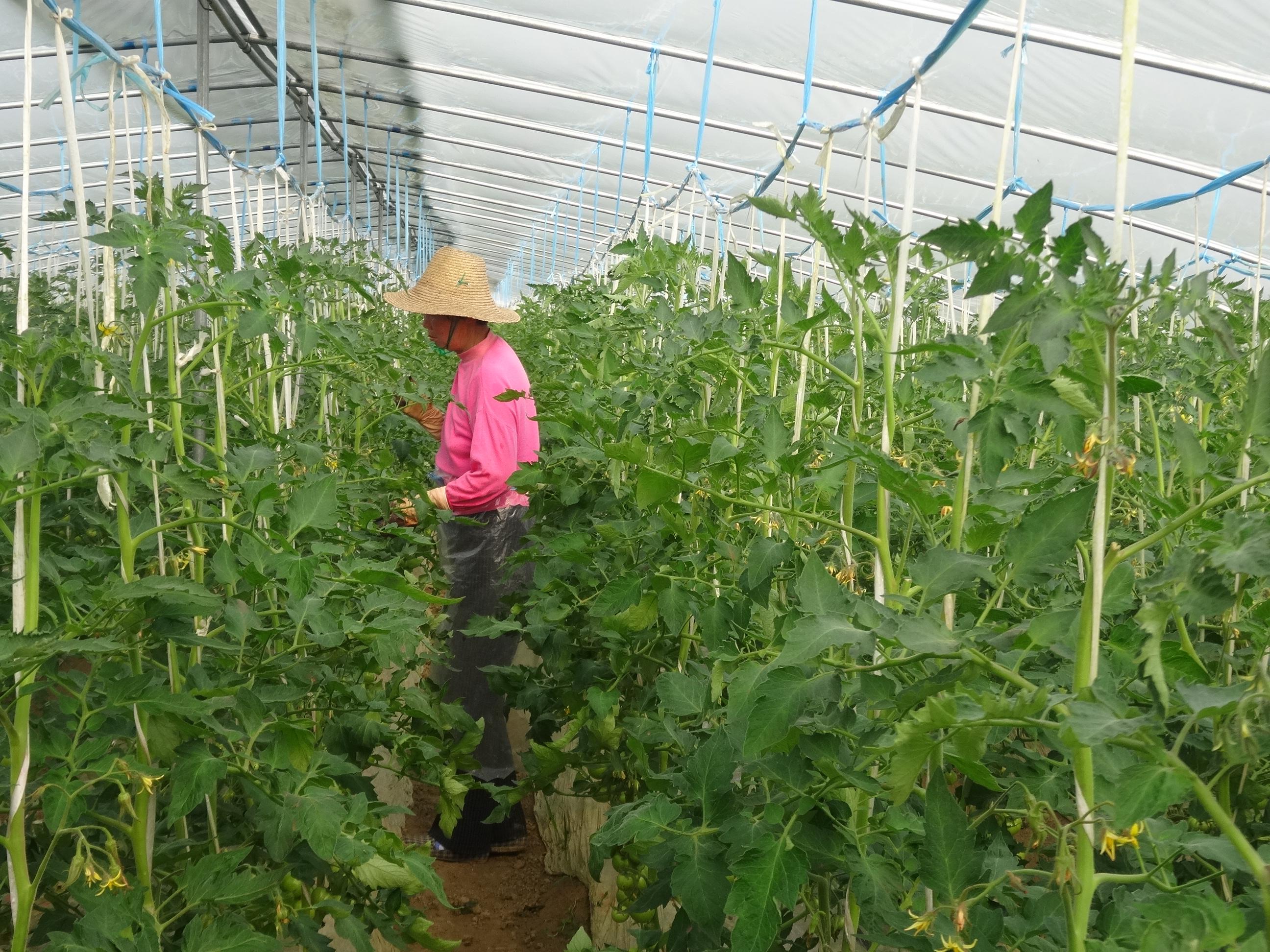 作物氨气中毒如何解决,蔬菜氨气中毒怎么办