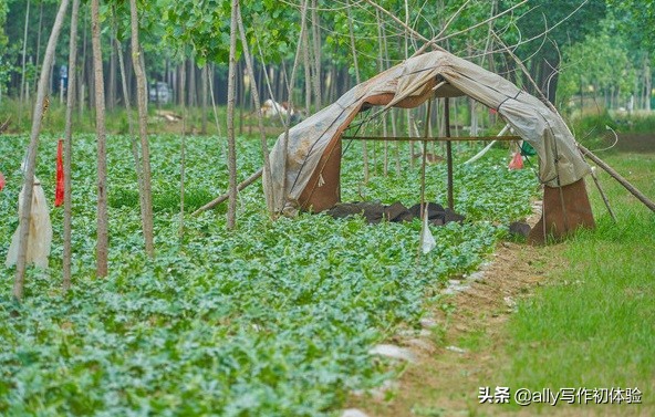 儿时夜晚捉迷藏,童年夜晚捉泥鳅
