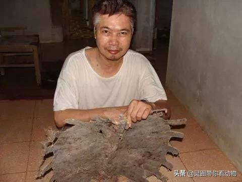 斑鳖即将灭绝人工克隆,全球仅剩3只斑鳖