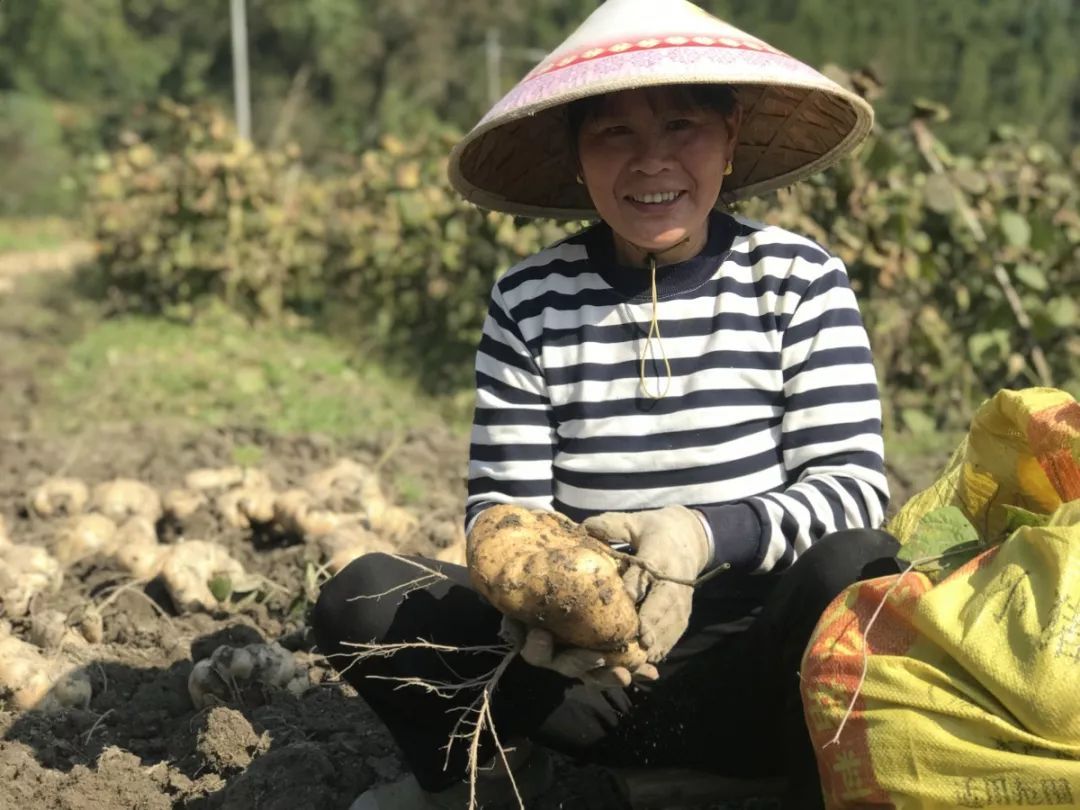 四川家庭凉薯种植方法,凉薯适合在北方种植吗
