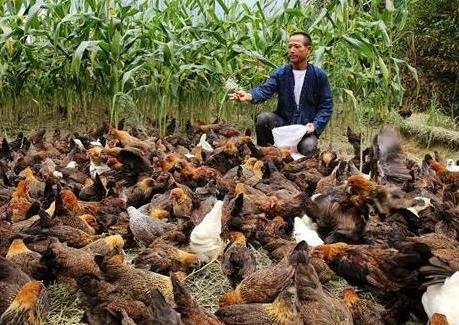 鸡冠长黑色鸡痘怎么治,鸡冠子长痘了怎么办