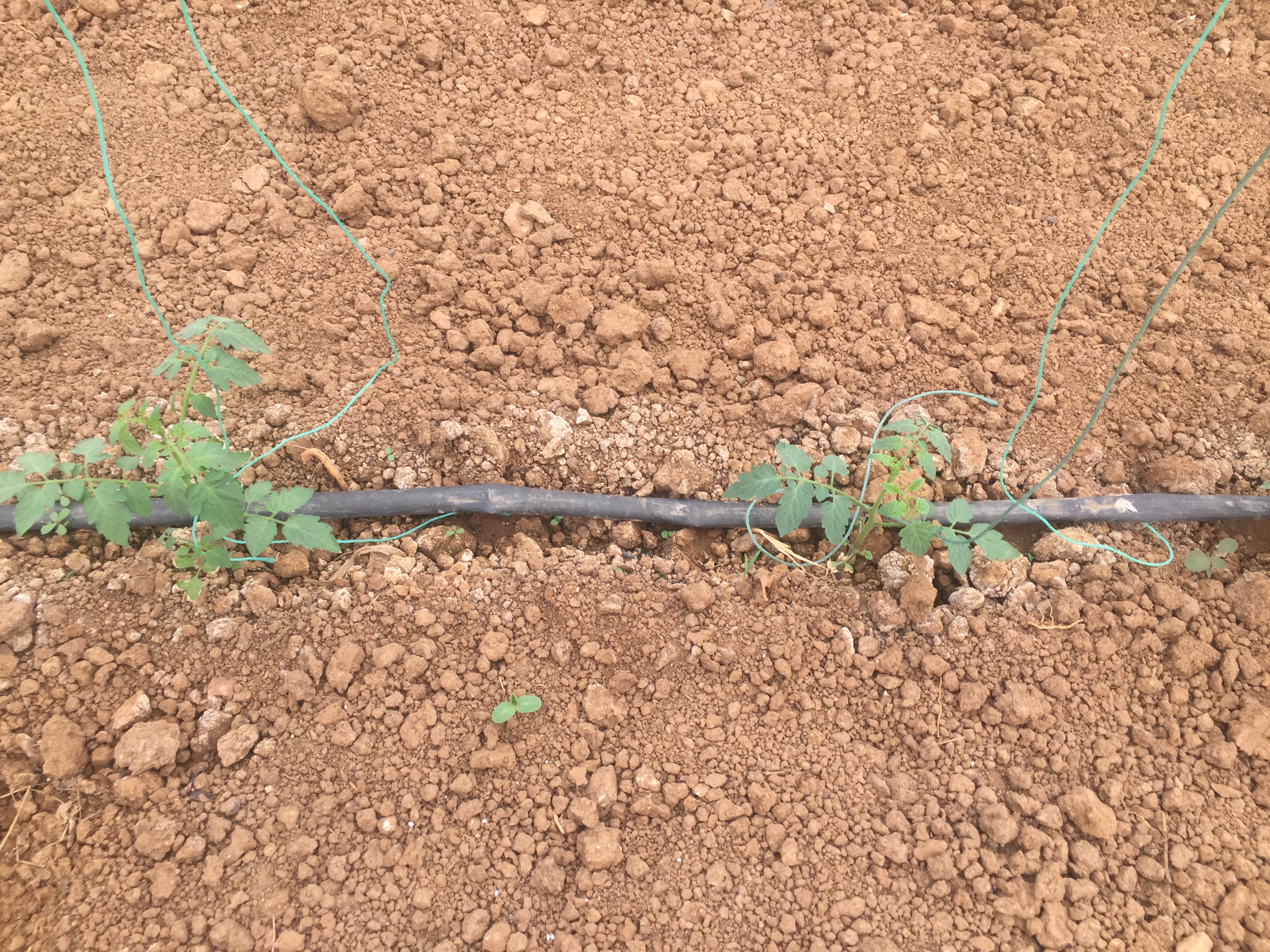 番茄移栽的正确方法,番茄移栽的方法和关注事项