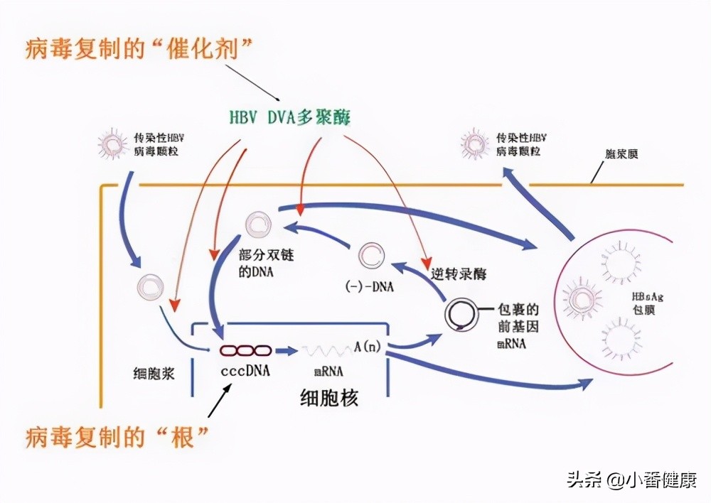 乙肝复制期如何治疗,乙肝病毒复制周期