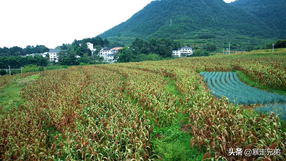 国庆节贵州旅游打卡地,去贵州茅台酒镇参观