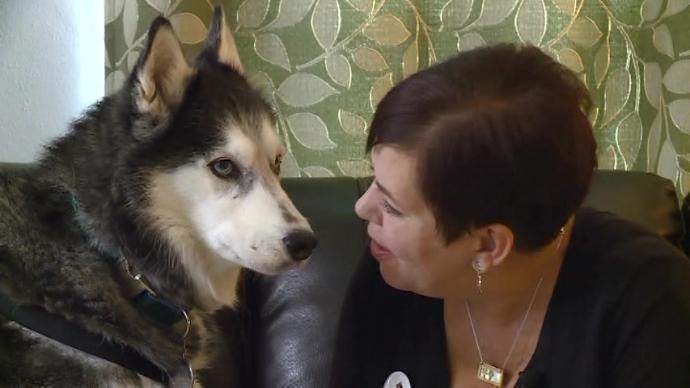 哈士奇雪橇犬多次嗅闻女主人*体下**，女主人很感激