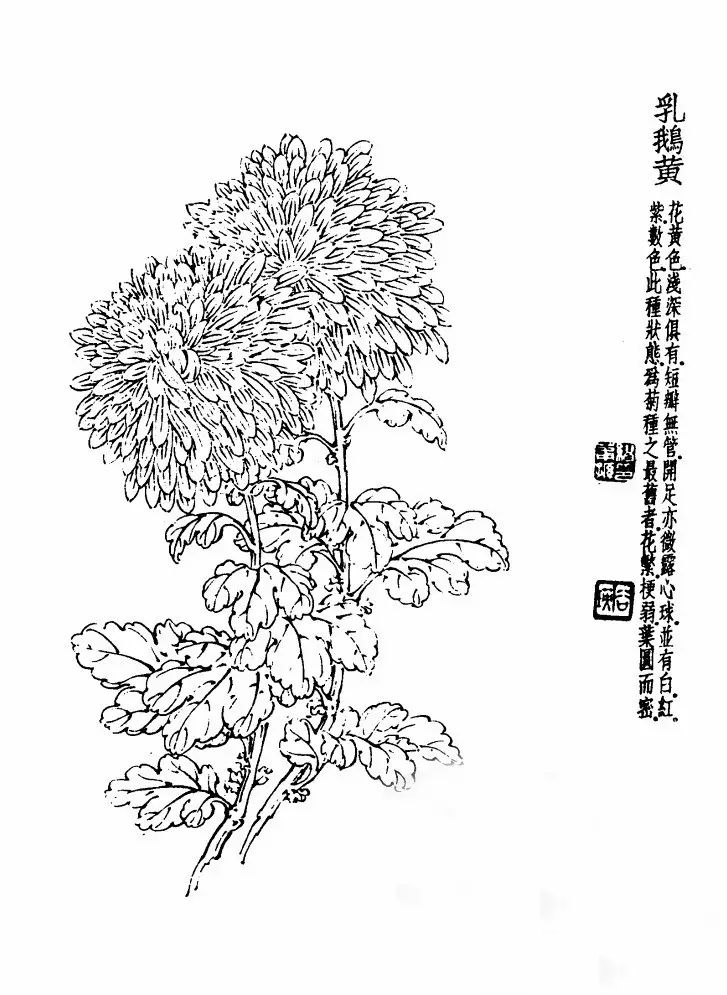 菊花白描基础花瓣的画法,白描菊花用笔