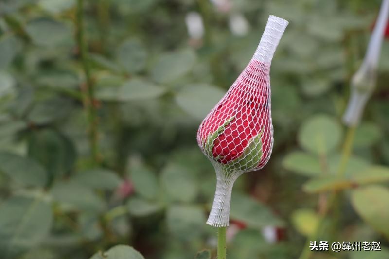 如何提高玫瑰花香味,怎么提高玫瑰的成活率