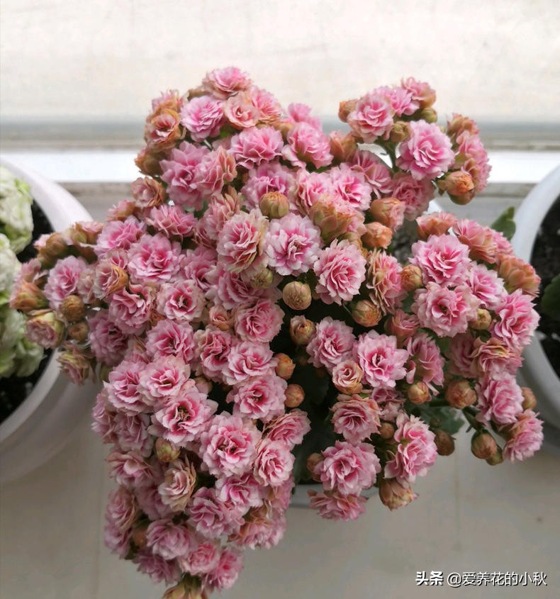 长寿花黑腐怎么办？做好3步，“一剪二晾三插”，让它再生根