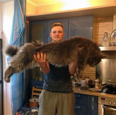 银虎斑猫和缅因猫有什么区别,西伯利亚猫和缅因猫哪个漂亮