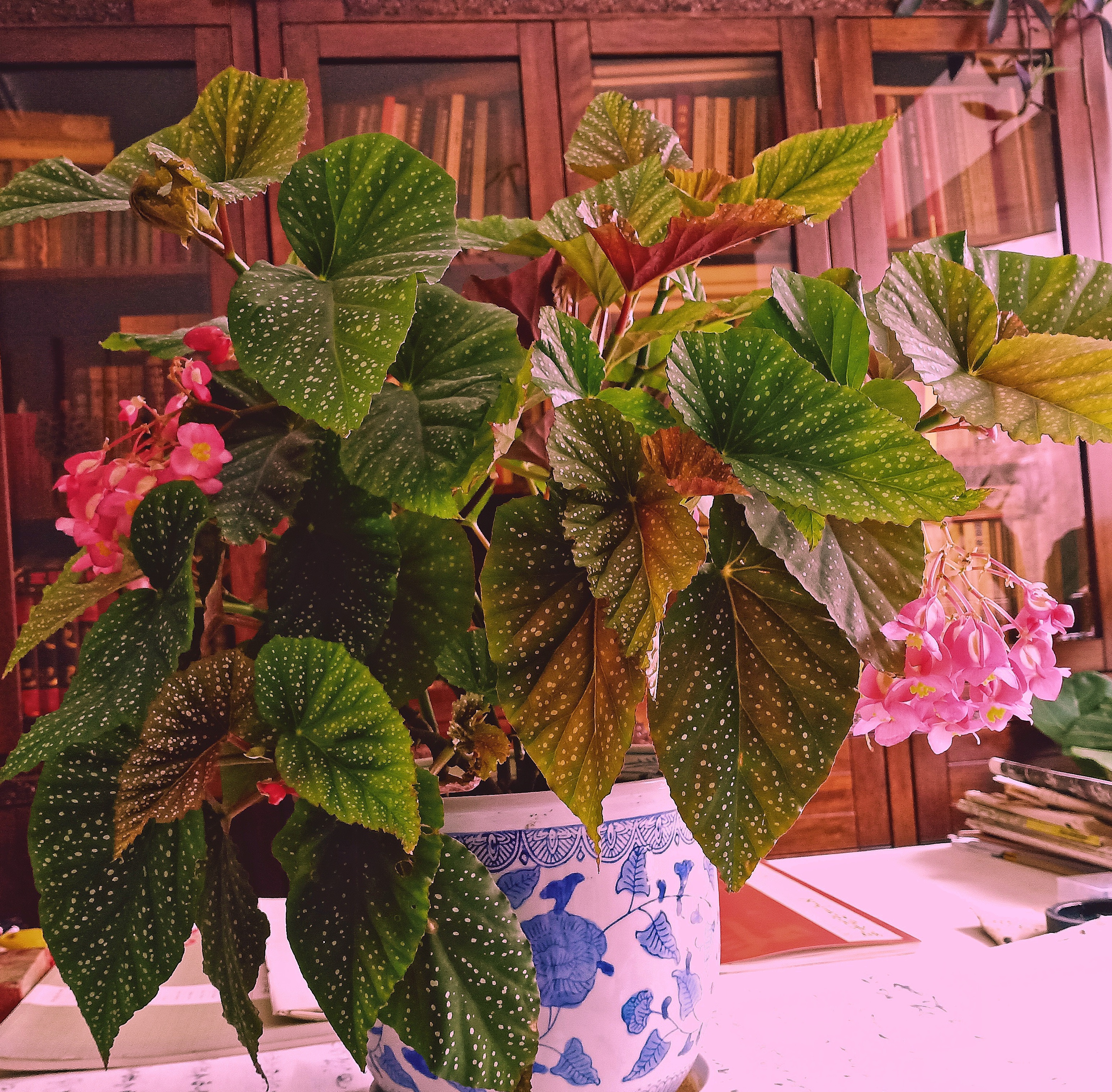 四季开花的盆栽竹节海棠怎么样,竹节海棠怎么养才能快速开花