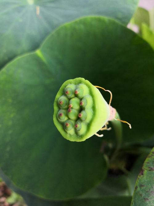 碗莲种子夏天可以种植吗,碗莲夏天开几次花