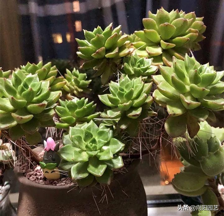 多肉长气生根的原因和解决方法,多肉有气生根怎么处理