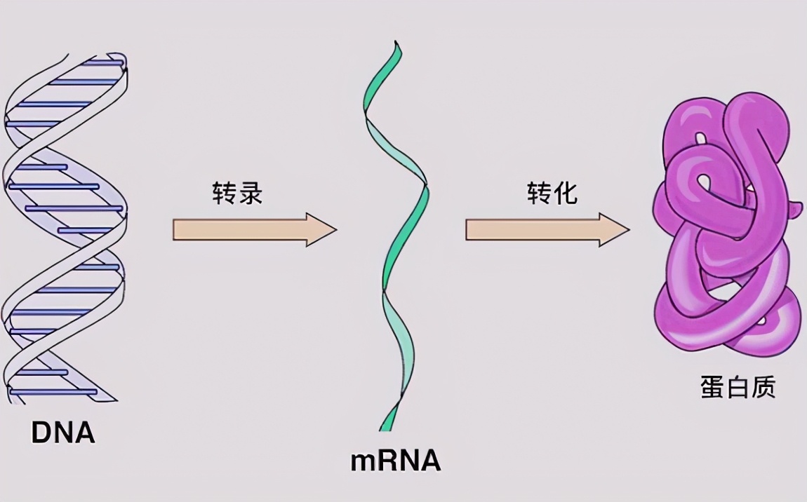 章鱼有9个大脑,章鱼有多聪明它有九个大脑