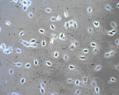 母猪深度输精技术,母猪人工软管授精技术