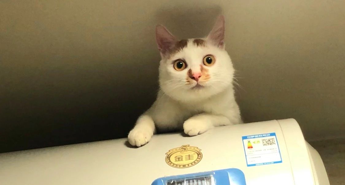 怎么预防猫咪对人的危害,怎样预防猫咪各种疾病