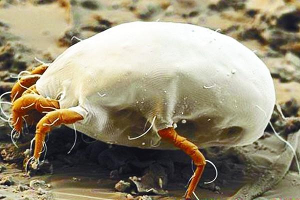 脸颊一直长痘痘闭口粉刺怎么办,脸颊长痘痘什么原因导致