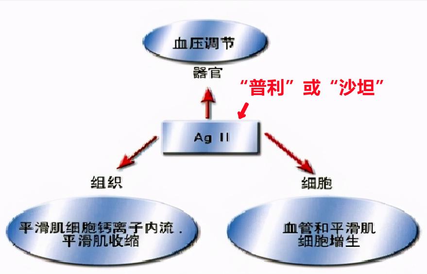 高血压吃着药血压反复升高咋回事,降压药对血管硬化有帮助吗
