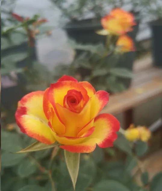 月季垂头打蔫摘下来插花瓶又活了,月季换盆打蔫怎么回事