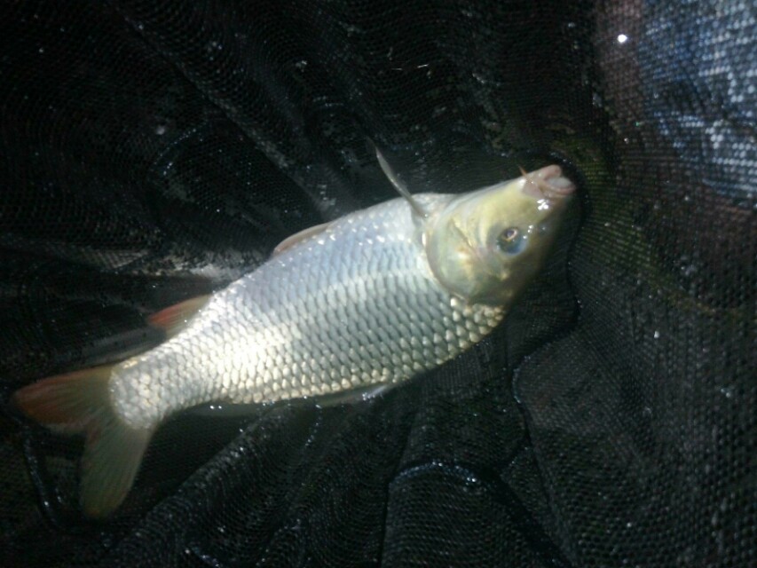 夜钓碰到稀奇古怪的钓鱼人,夜钓守大鱼