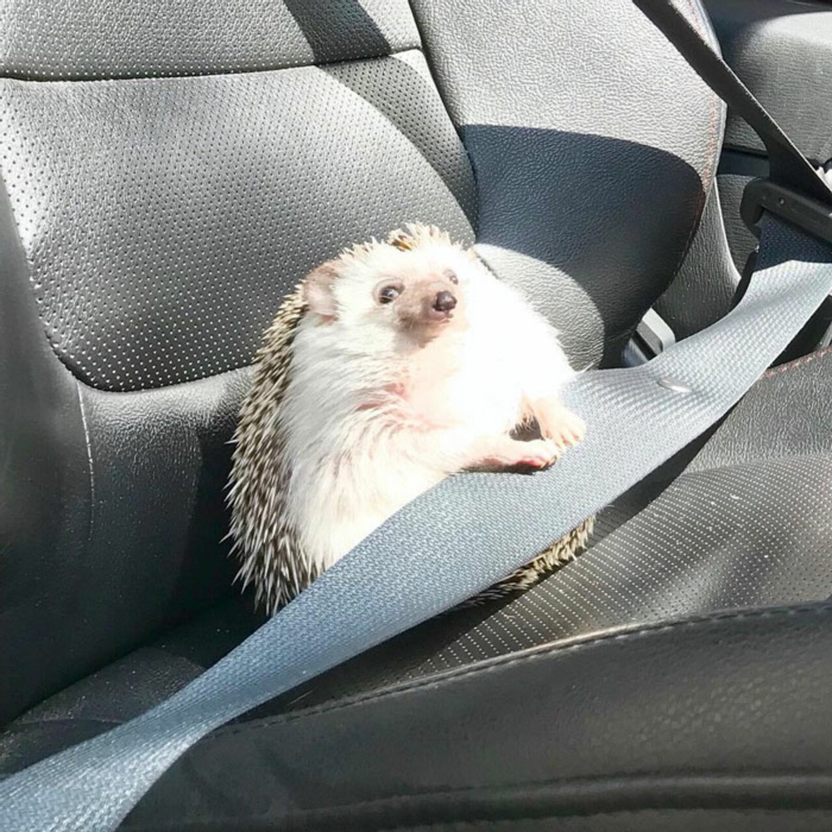 25张宠物刺猬生活的照片，从园艺到腹部按摩