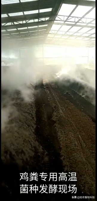 鸭粪除臭的最好方法,鸭场除臭味最快的方法