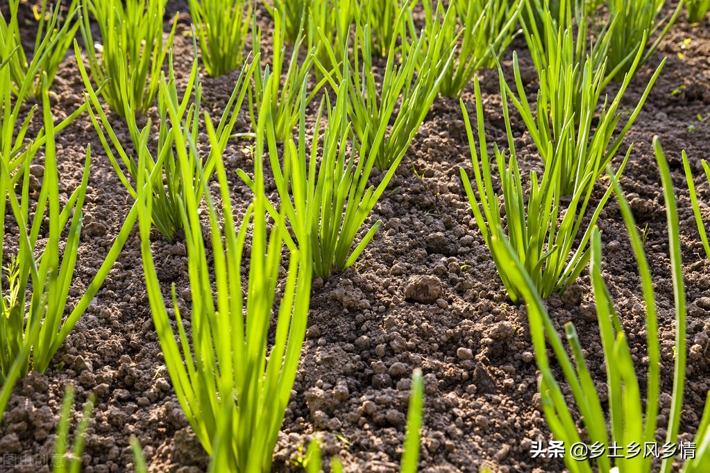 韭菜种子种植方法全过程,栽的韭菜多长时间采收一茬