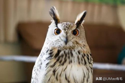 宫崎骏老爷爷笔下经典形象龙猫的原型居然是个鸟，WTF+问号脸