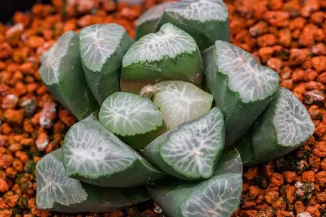 水晶的多肉植物有哪些品种,像水晶的多肉植物图片