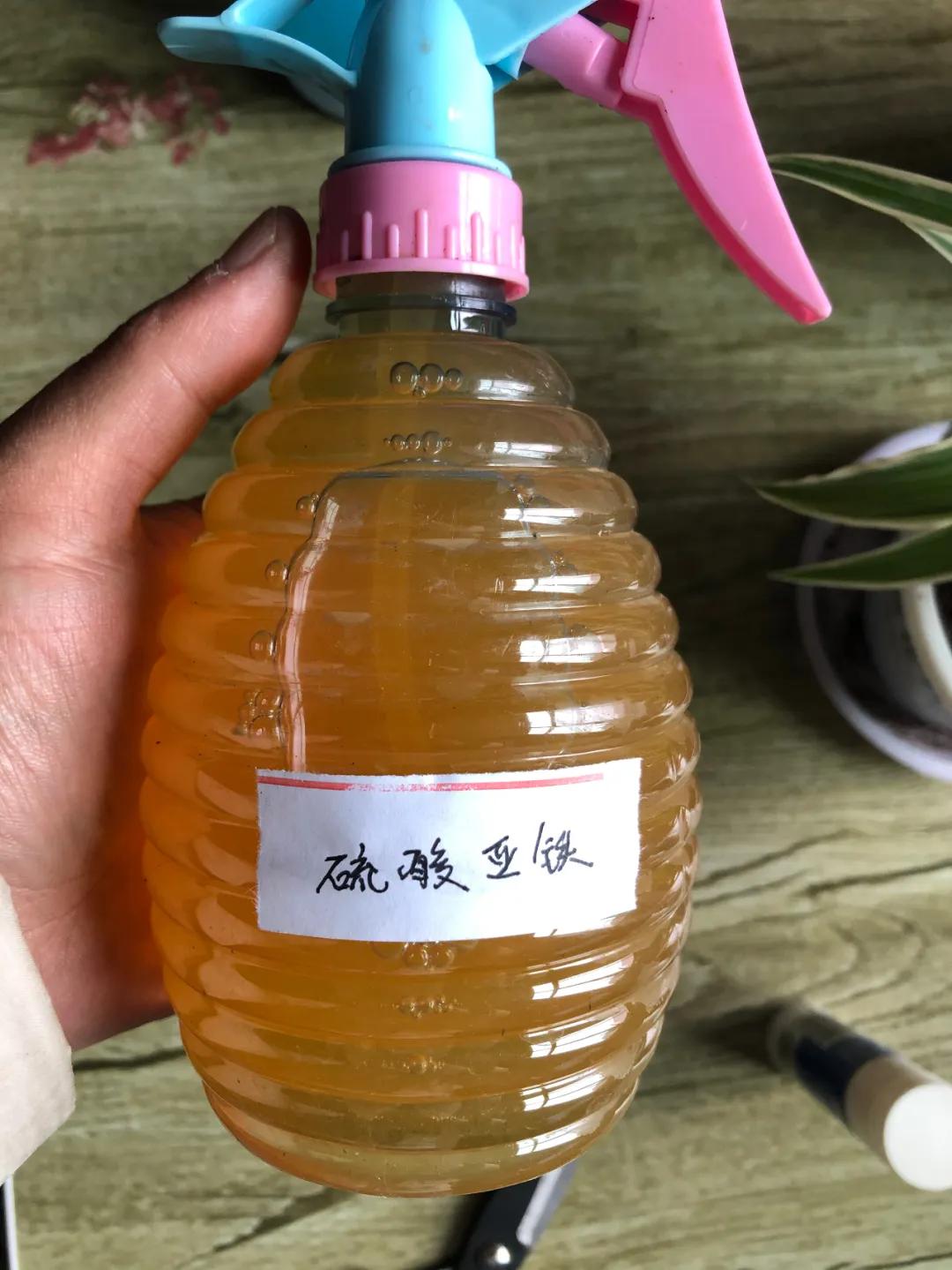 酸性水浇花的最佳方法,浇花加醋和糖