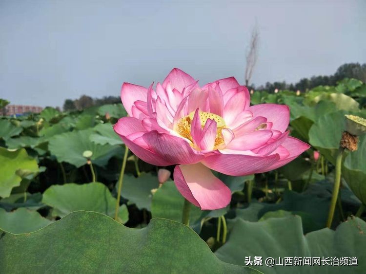 鎴戜滑韬竟鐨勬柊闂绘湁鍝簺,鎴戜滑韬竟鐨勪簩闈掍細灞辫タ