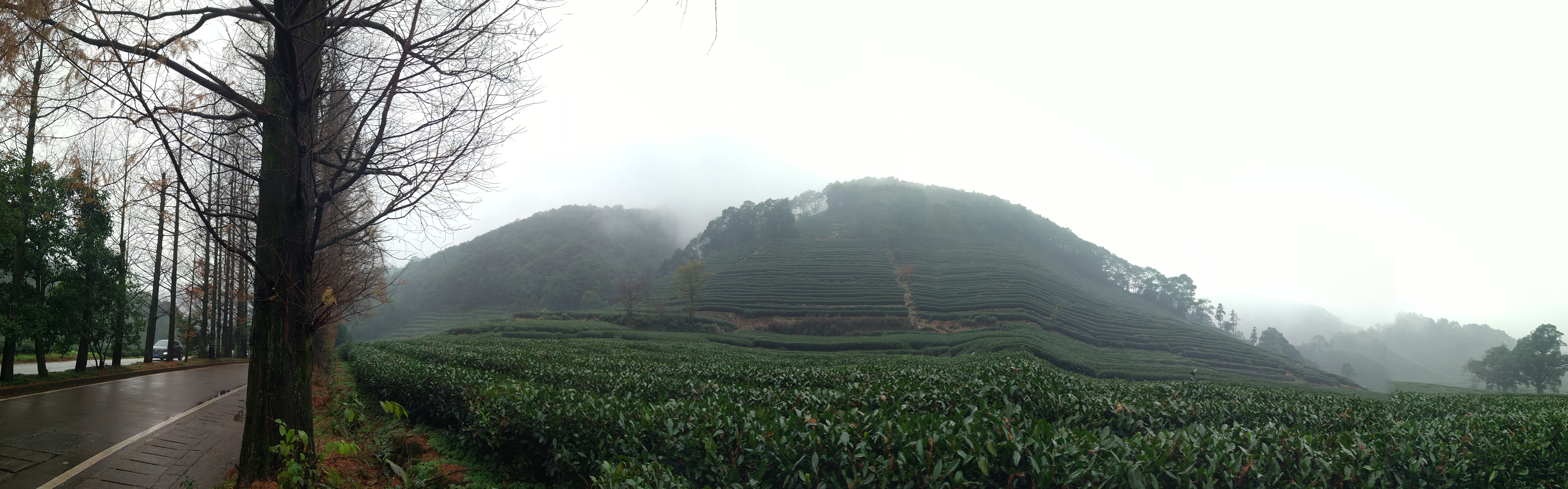 杭州云栖竹径多高,杭州人知道的云栖竹径