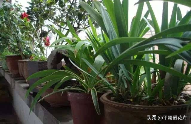 土壤肥力不足用什么肥,土壤肥力不够加什么料