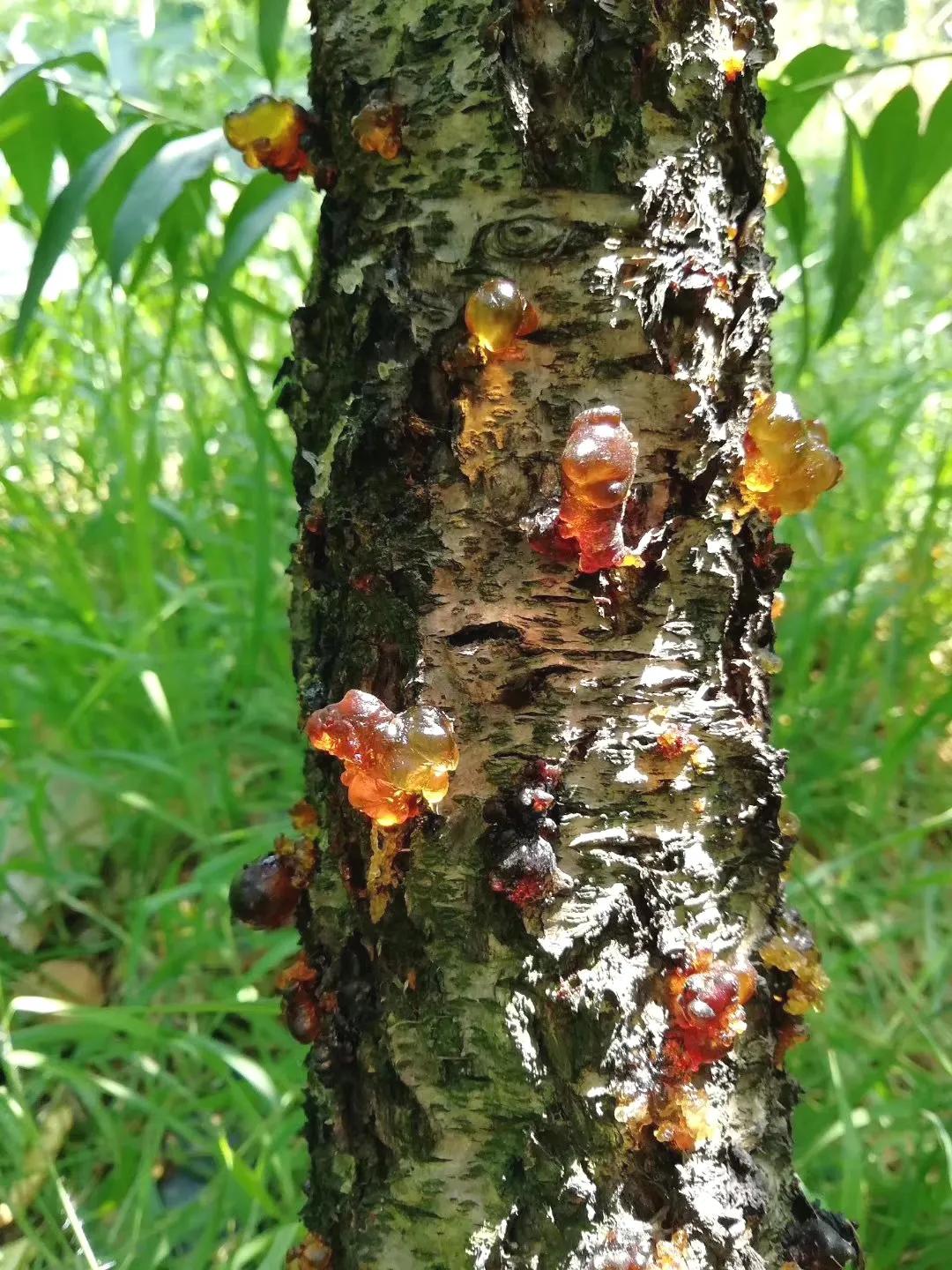 桃胶桃花泪饮品,桃胶桃花泪