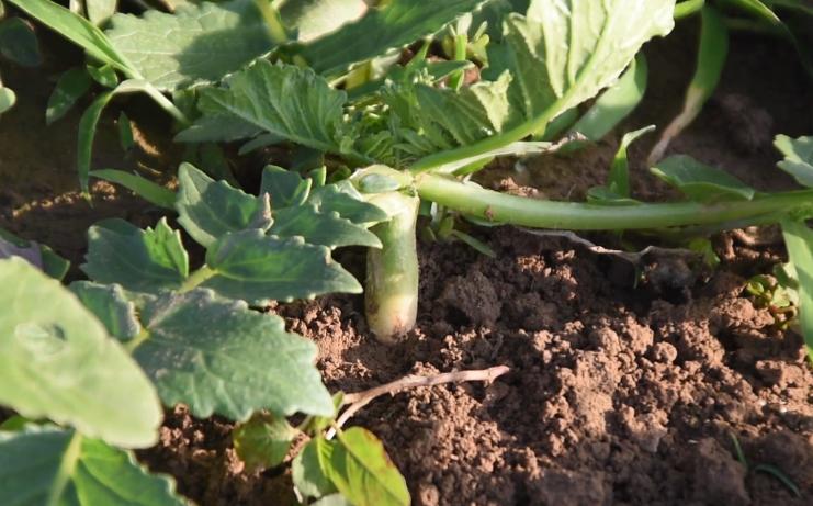 萝卜施肥是穴施还是撒施,种的萝卜糠心是缺水吗