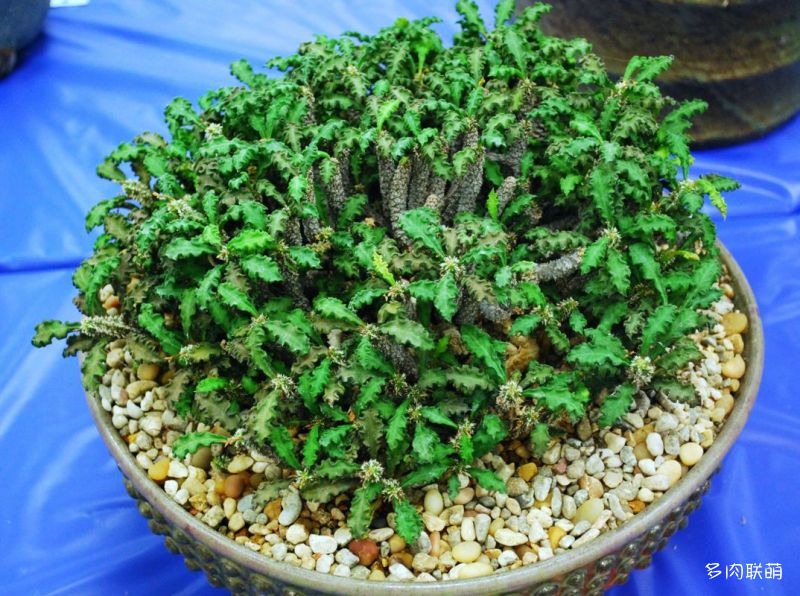 多肉奇趣麒麟好养吗,多肉植物奇葩有趣