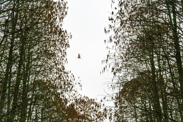 踏春赏花拍美景,踏春赏花逛湖