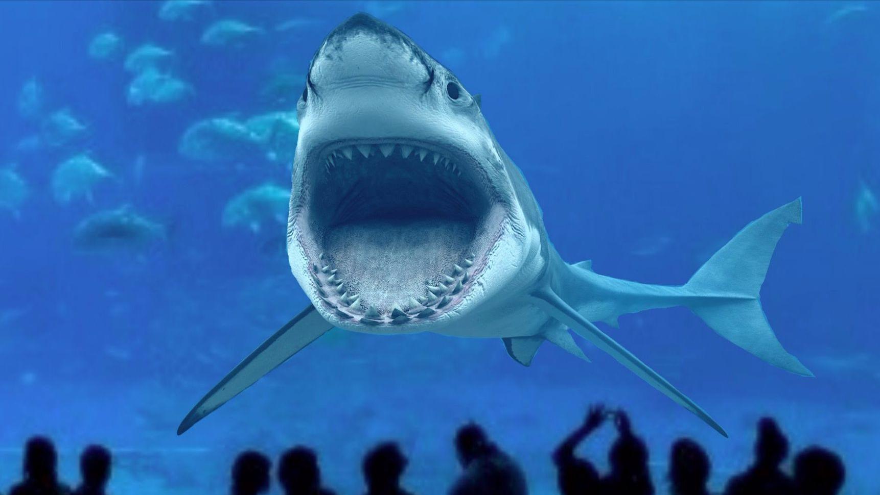 巨型大白鲨真的存在吗,最可怕的巨型大白鲨