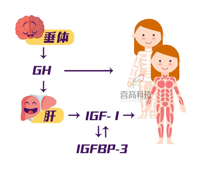 生长因子三项报告单怎么看,查什么可以知道生长因子