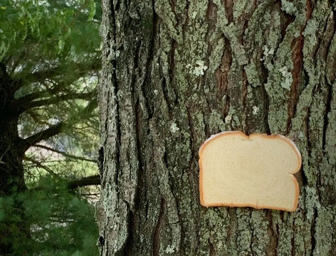 英国谢菲尔德城市的居民们为什么要往树上钉面包呢？