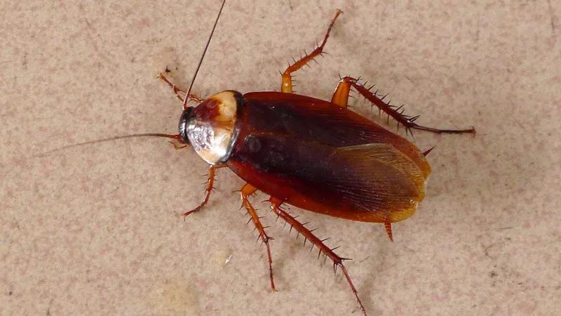 洗手台上面的美缝剂发霉了怎么办,卫生间洗手台有发霉污垢怎么清理